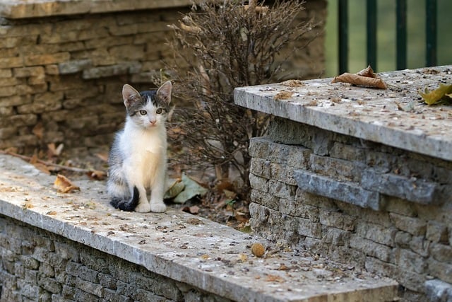 a cat that is standing